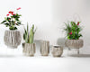 Peppercorn Grandeur Collection