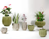 Peppercorn Grandeur Collection