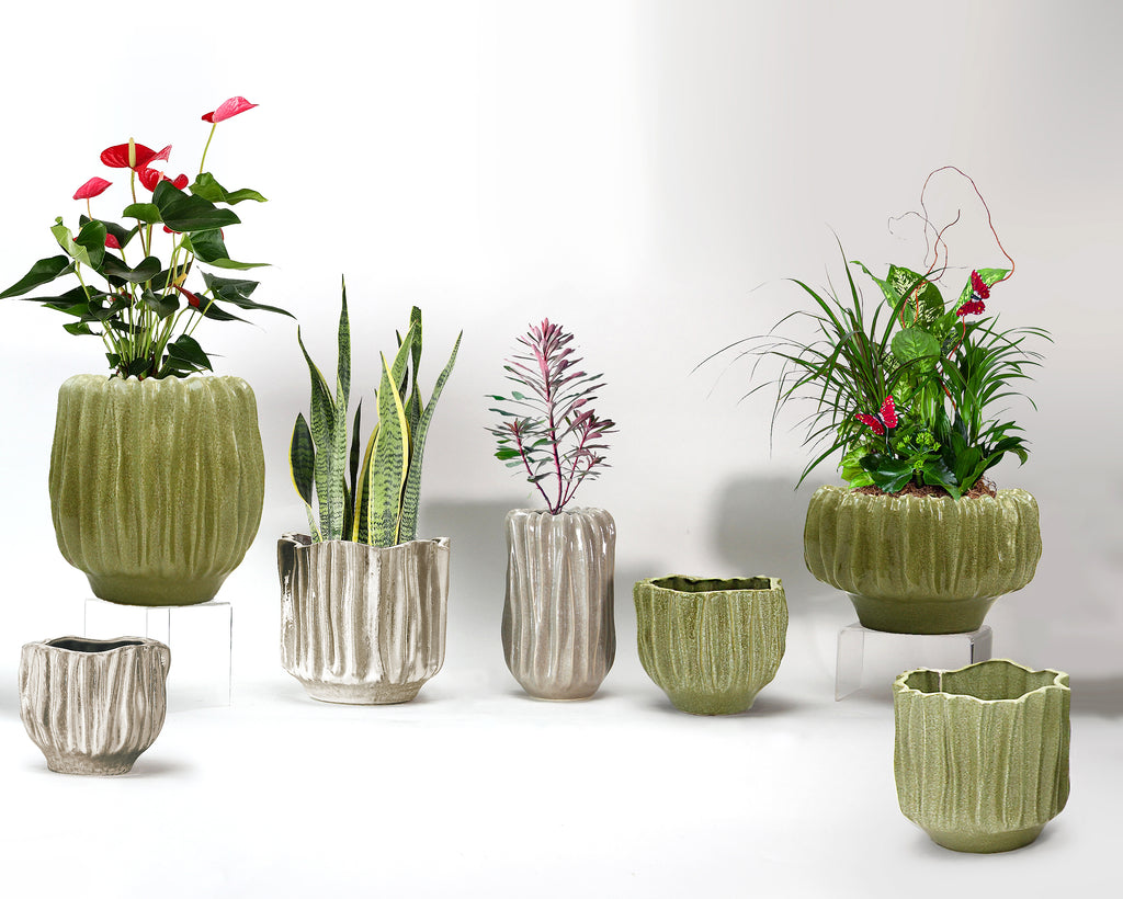 Peppercorn Grandeur Collection