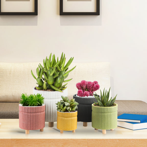 Spring Ceramic Home Garden Pot Collection - Wholesale Case